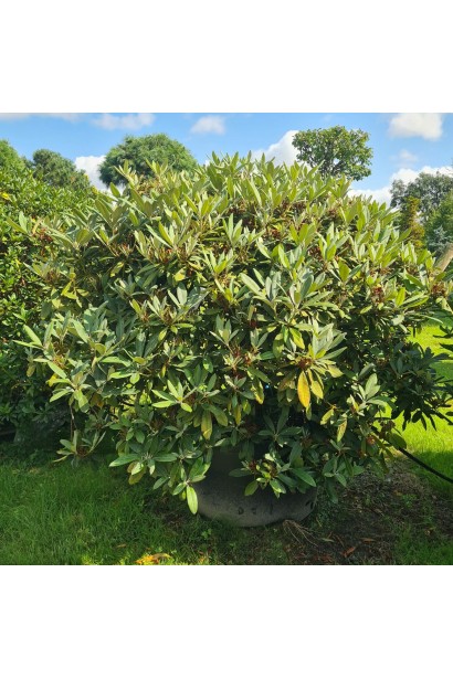 Рододендрон Percy Wiseman посадка